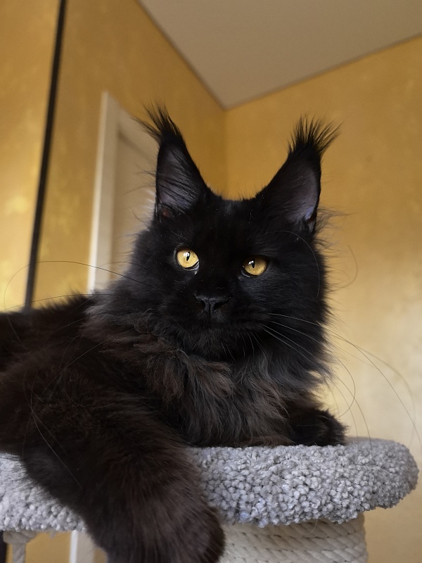 My Lyalya Akbars - Kitten maine-coon 5 months 4 weeks