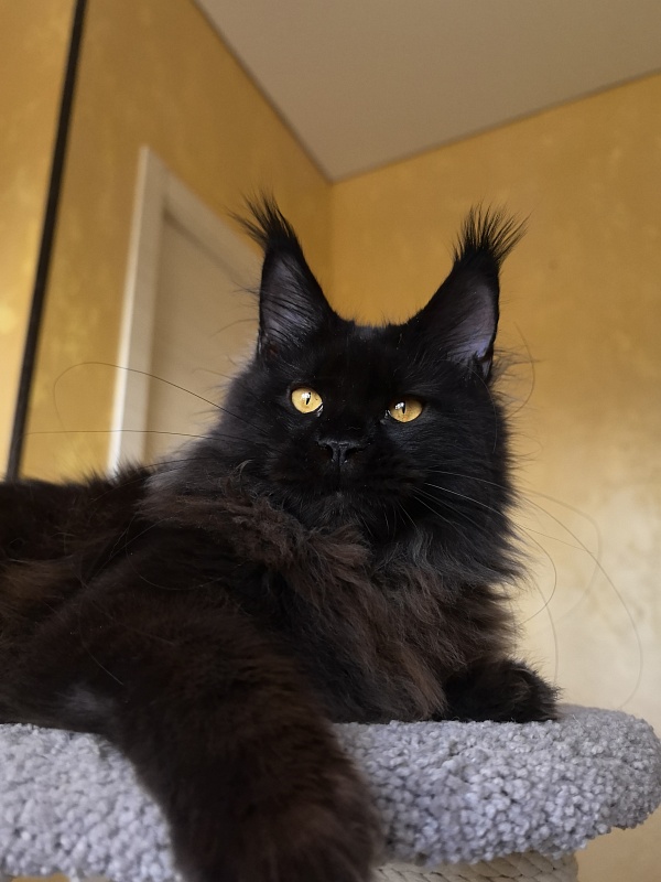 My Lyalya Akbars - Kitten maine-coon 5 months 4 weeks