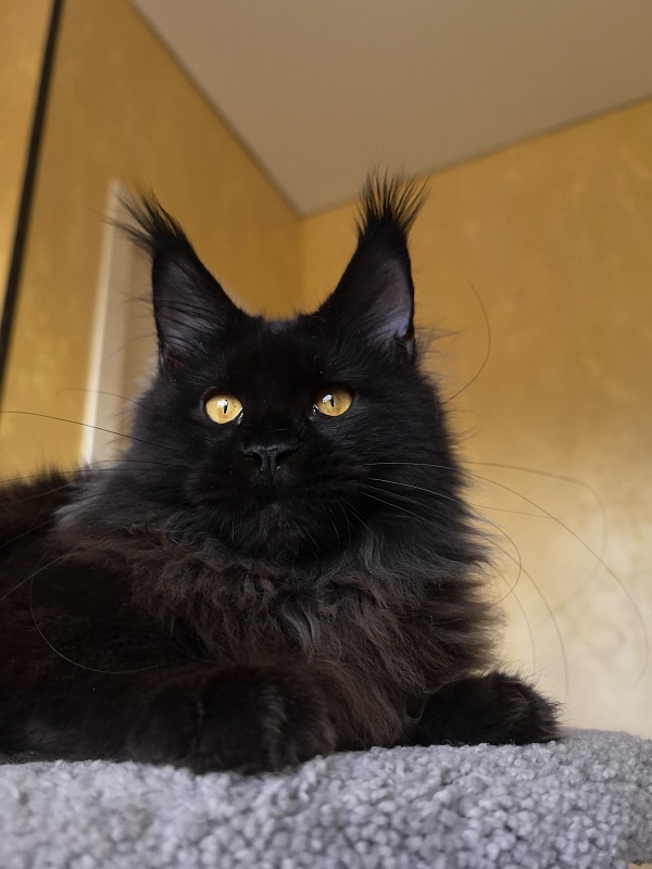 My Lyalya Akbars - Kitten maine-coon 5 months 4 weeks