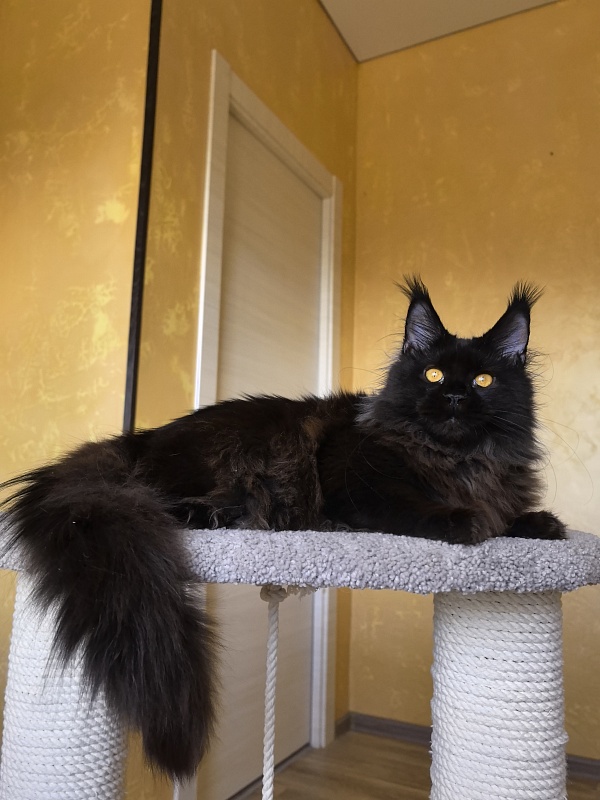 My Lyalya Akbars - Kitten maine-coon 5 months 4 weeks