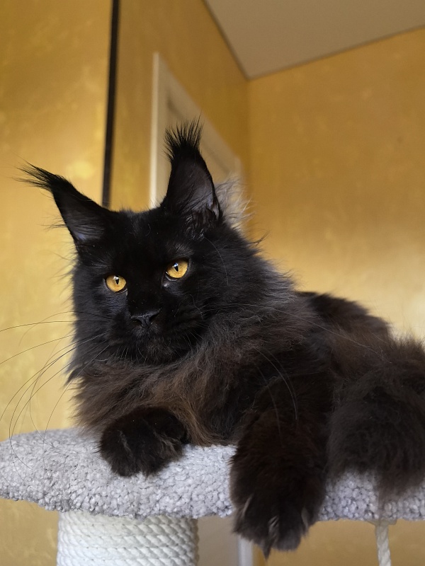 My Lyalya Akbars - Kitten maine-coon 5 months 4 weeks