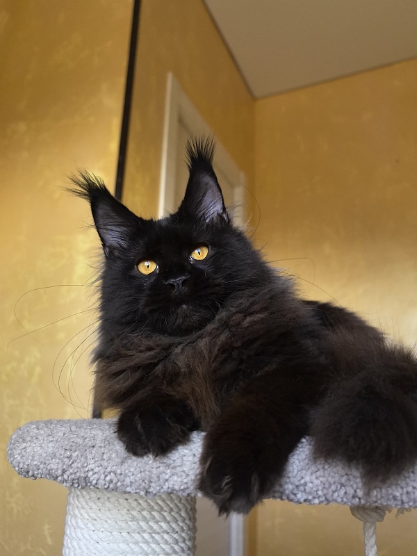 My Lyalya Akbars - Kitten maine-coon 5 months 4 weeks