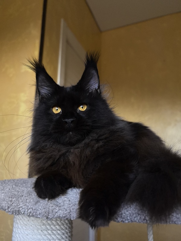 My Lyalya Akbars - Kitten maine-coon 5 months 4 weeks