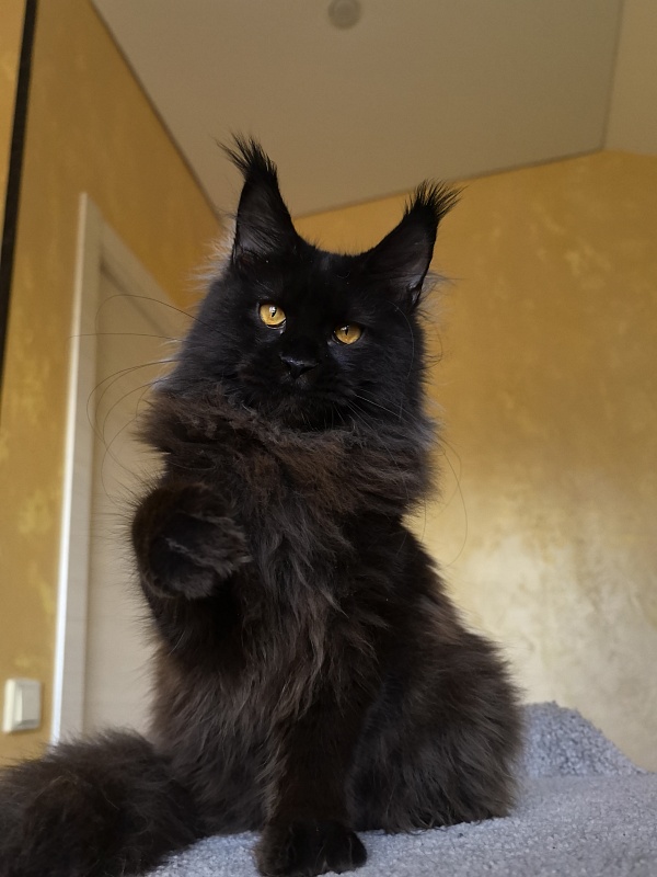 My Lyalya Akbars - Kitten maine-coon 5 months 4 weeks