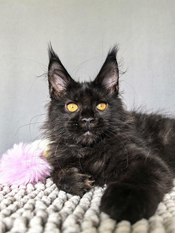 My Lyalya Akbars - Kitten maine-coon 2 months 3.5 weeks