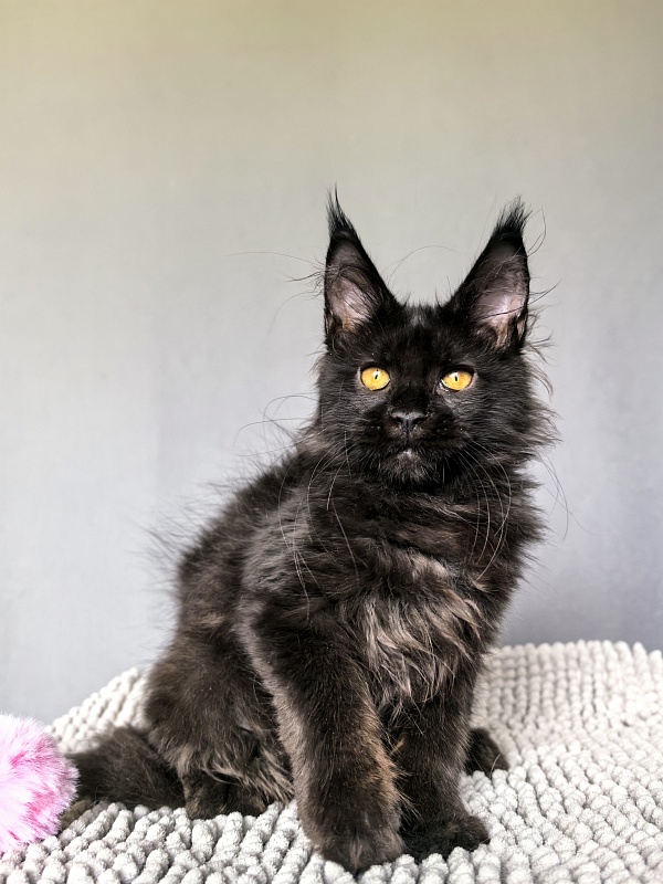 My Lyalya Akbars - Kitten maine-coon 2 months 3.5 weeks