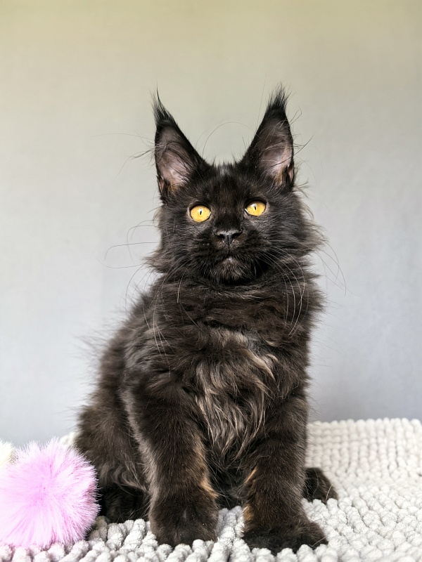 My Lyalya Akbars - Kitten maine-coon 2 months 3.5 weeks