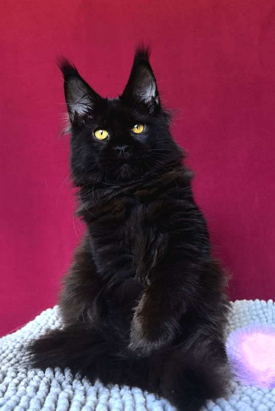 My Lyalya Akbars - Kitten maine-coon 3 months 4 weeks