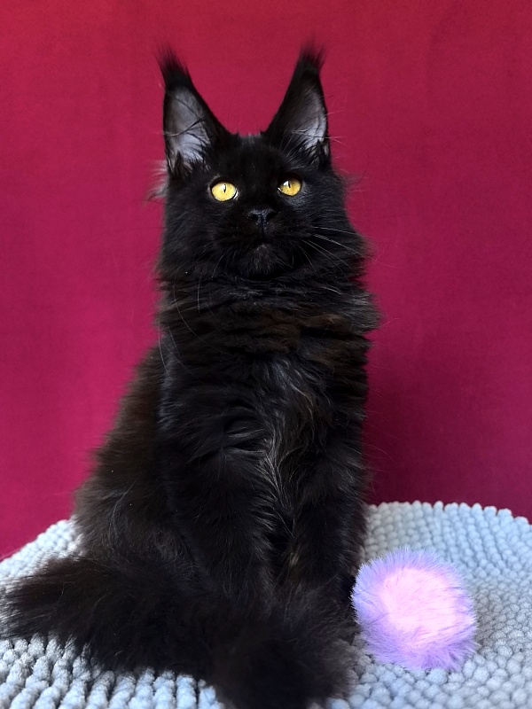 My Lyalya Akbars - Kitten maine-coon 3 months 4 weeks