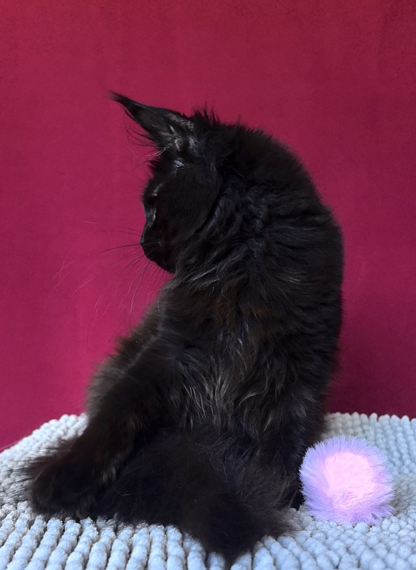 My Lyalya Akbars - Kitten maine-coon 3 months 4 weeks