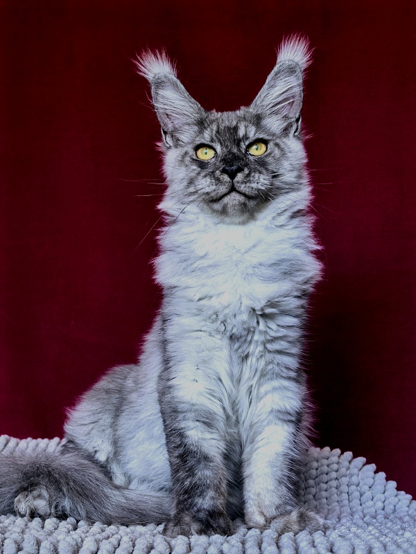 Filat  Akbars - Kitten maine-coon 4 months 1 week