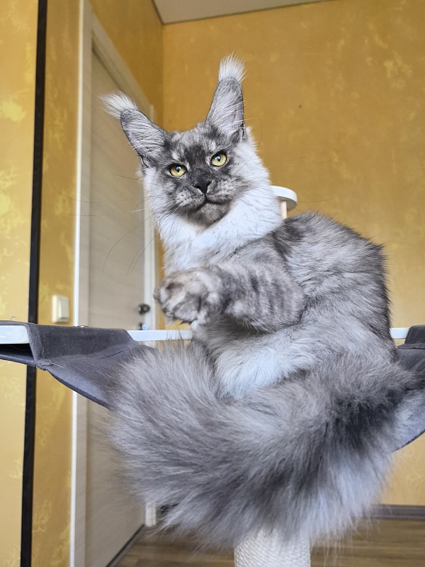 Filat  Akbars - Kitten maine-coon 5 months 1 week