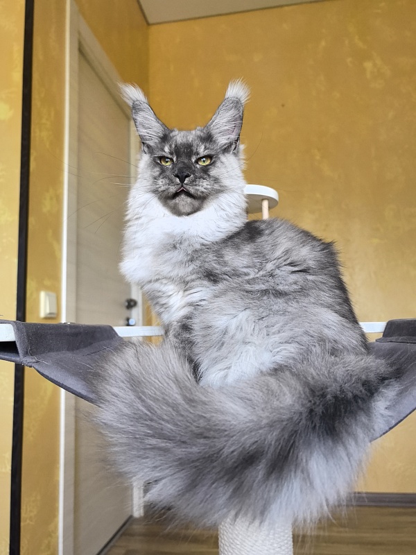 Filat  Akbars - Kitten maine-coon 5 months 1 week