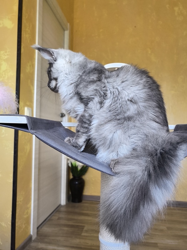 Filat  Akbars - Kitten maine-coon 5 months 1 week