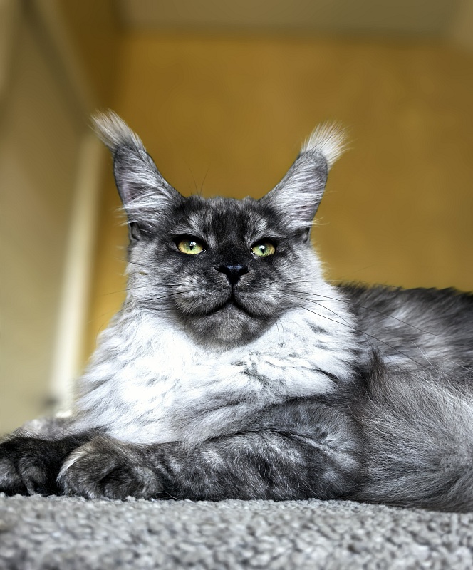 Filat  Akbars - Kitten maine-coon 5 months 3 weeks