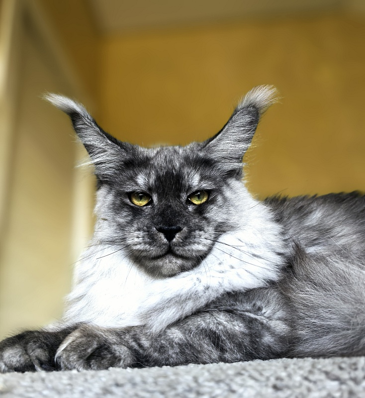 Filat  Akbars - Kitten maine-coon 5 months 3 weeks