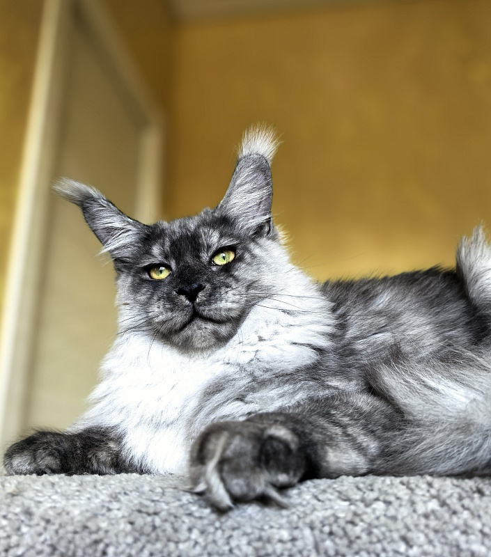 Filat  Akbars - Kitten maine-coon 5 months 3 weeks