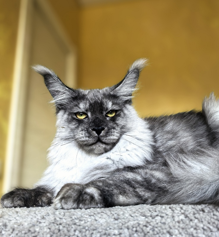 Filat  Akbars - Kitten maine-coon 5 months 3 weeks