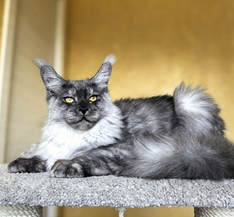 Filat  Akbars - Kitten maine-coon 5 months 3 weeks