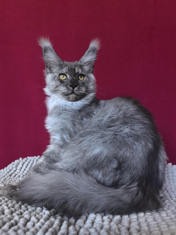 Filat  Akbars - Kitten maine-coon 4 months 1 week