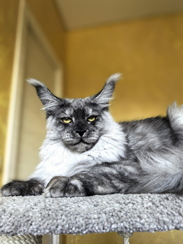 Filat  Akbars - Kitten maine-coon 5 months 3 weeks