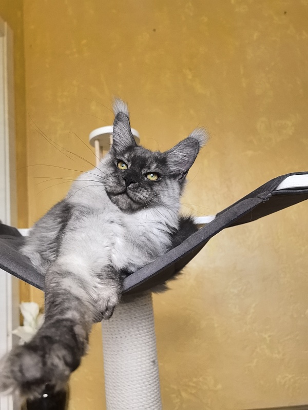 Filat  Akbars - Kitten maine-coon 5 months 1 week