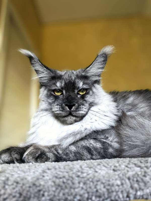 Filat  Akbars - Kitten maine-coon 5 months 3 weeks