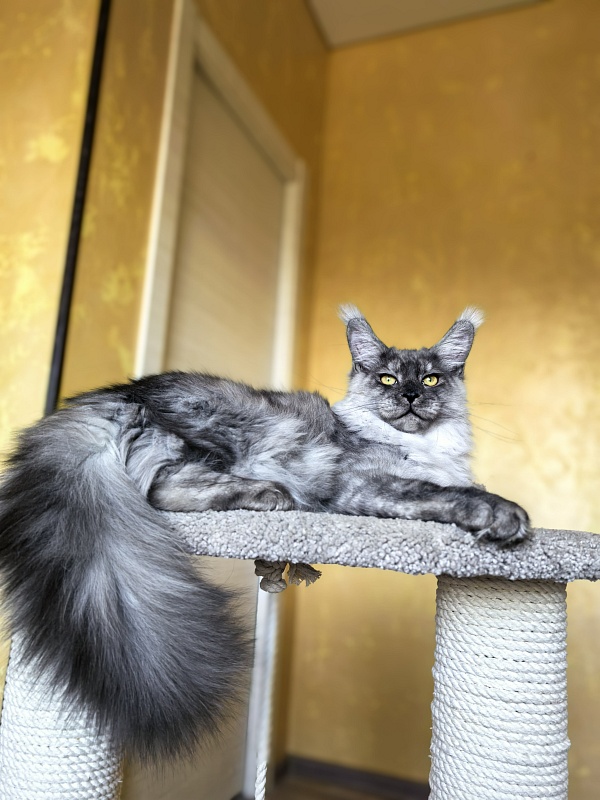 Filat  Akbars - Kitten maine-coon 5 months 3 weeks