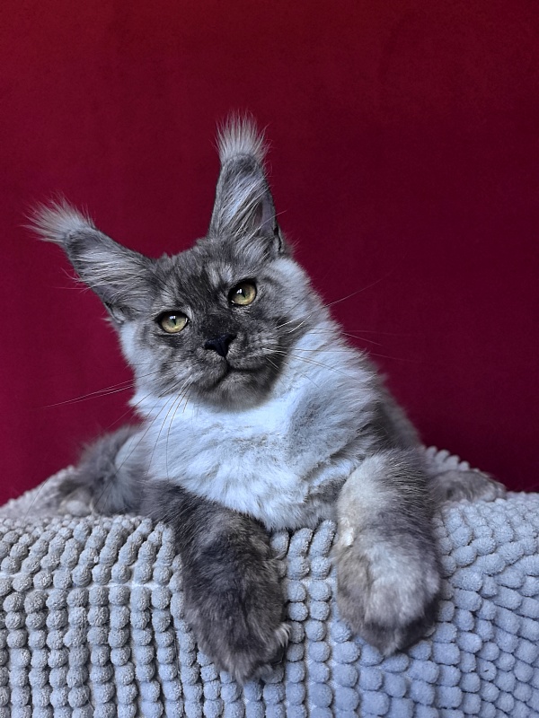 Filat  Akbars - Kitten maine-coon 4 months 1 week