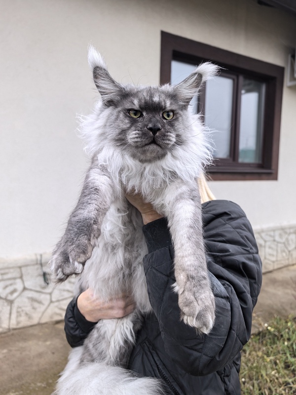 Filat  Akbars - Junior maine-coon 8 months 1 week