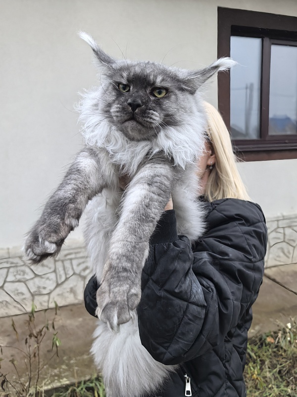 Filat  Akbars - Junior maine-coon 8 months 1 week