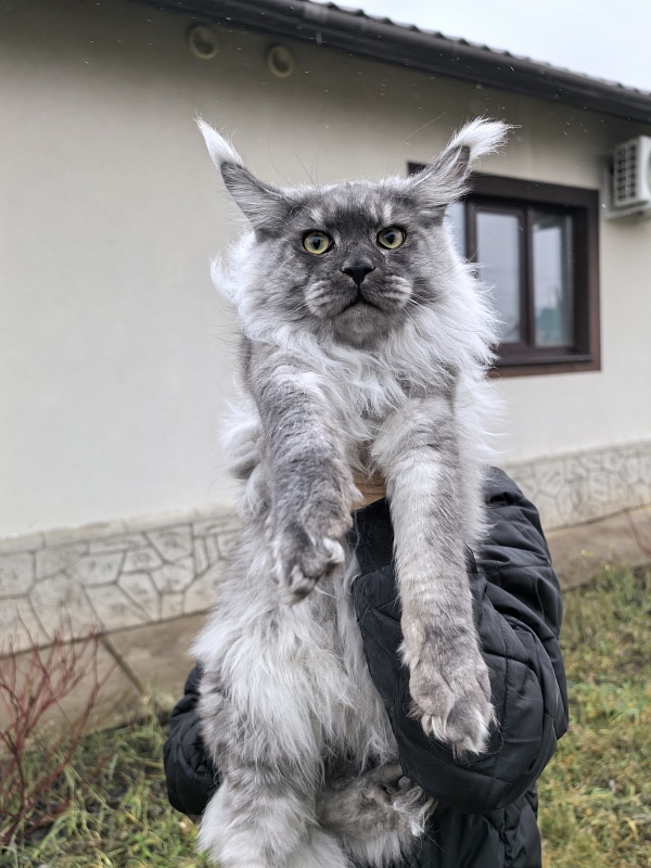 Filat  Akbars - Junior maine-coon 8 months 1 week