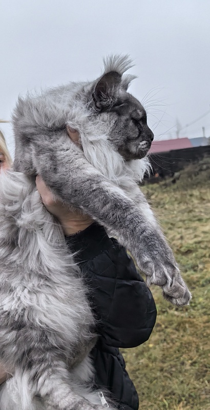 Filat  Akbars - Junior maine-coon 8 months 1 week