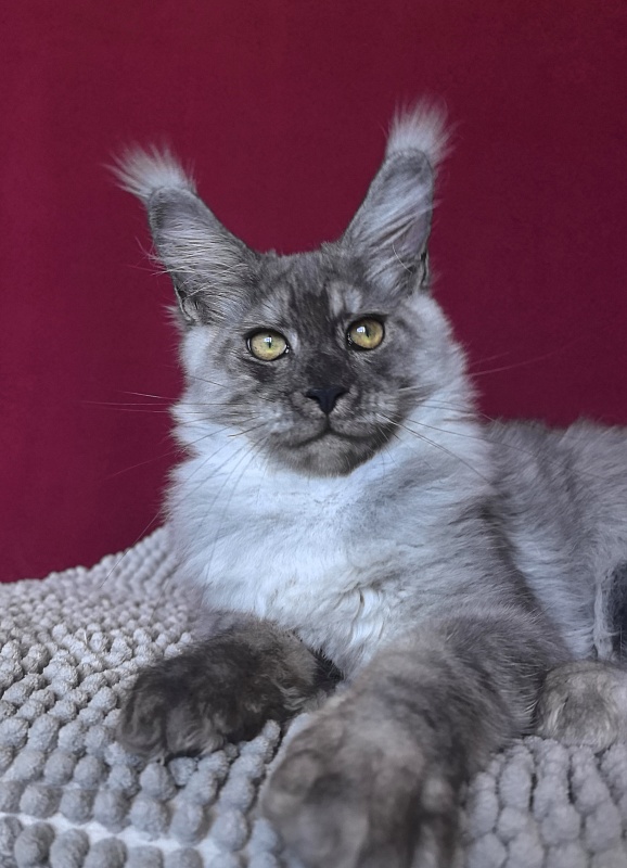 Filat  Akbars - Kitten maine-coon 4 months 1 week