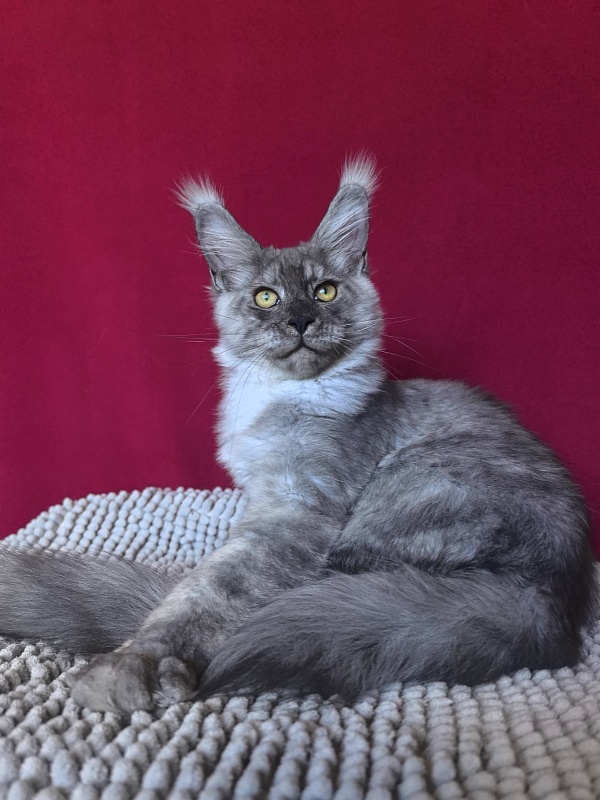 Filat  Akbars - Kitten maine-coon 4 months 1 week