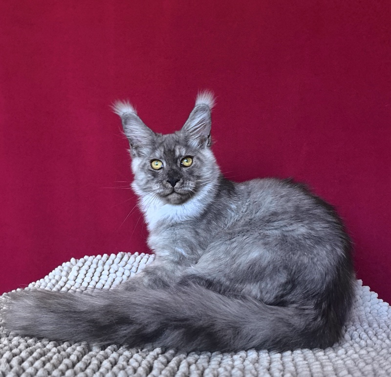 Filat  Akbars - Kitten maine-coon 4 months 1 week