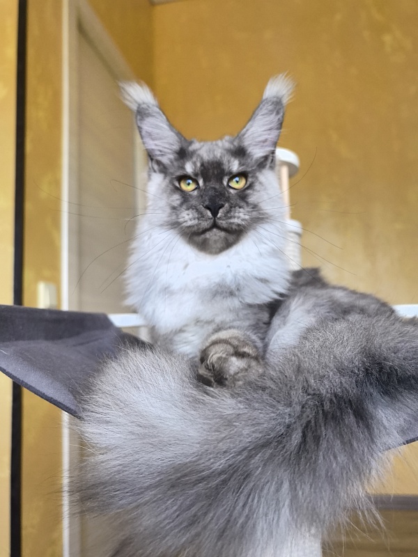 Filat  Akbars - Kitten maine-coon 5 months 1 week