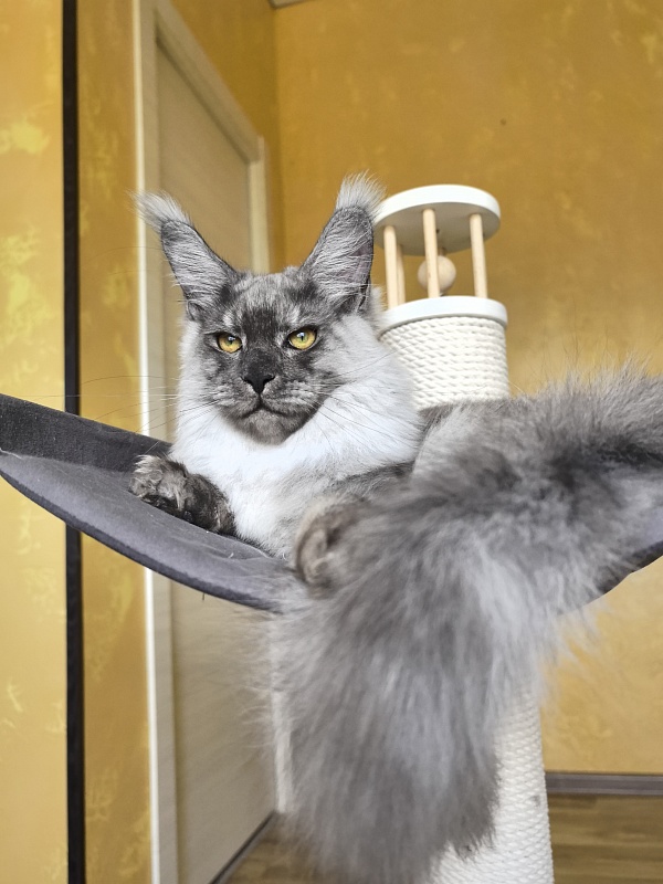 Filat  Akbars - Kitten maine-coon 5 months 1 week