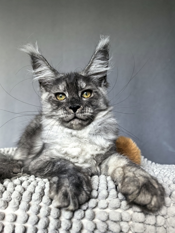 Filat  Akbars - Kitten maine-coon 3 months 1.5 week