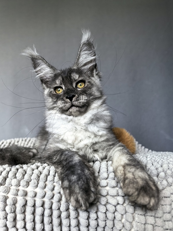 Filat  Akbars - Kitten maine-coon 3 months 1.5 week