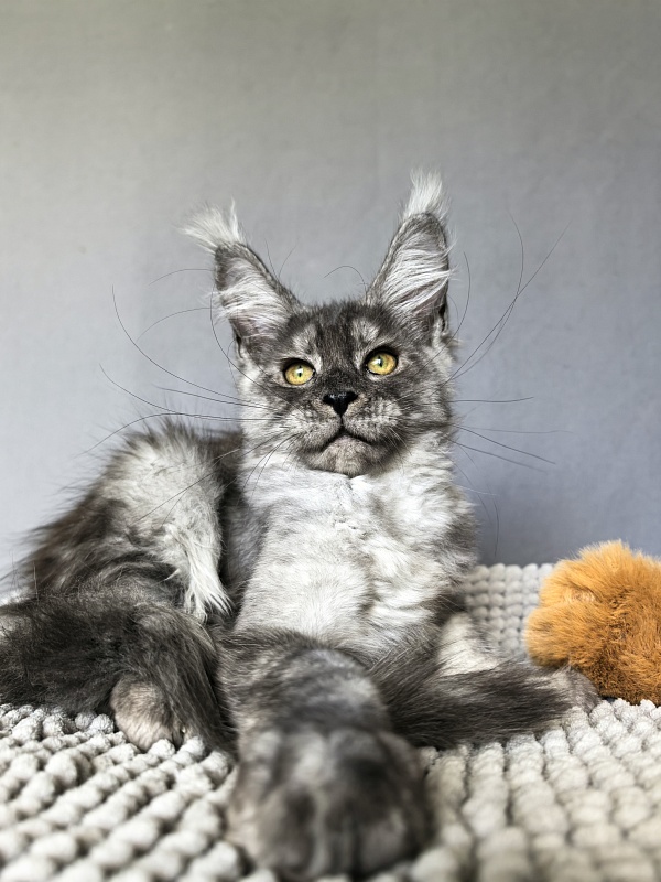 Filat  Akbars - Kitten maine-coon 3 months 1.5 week