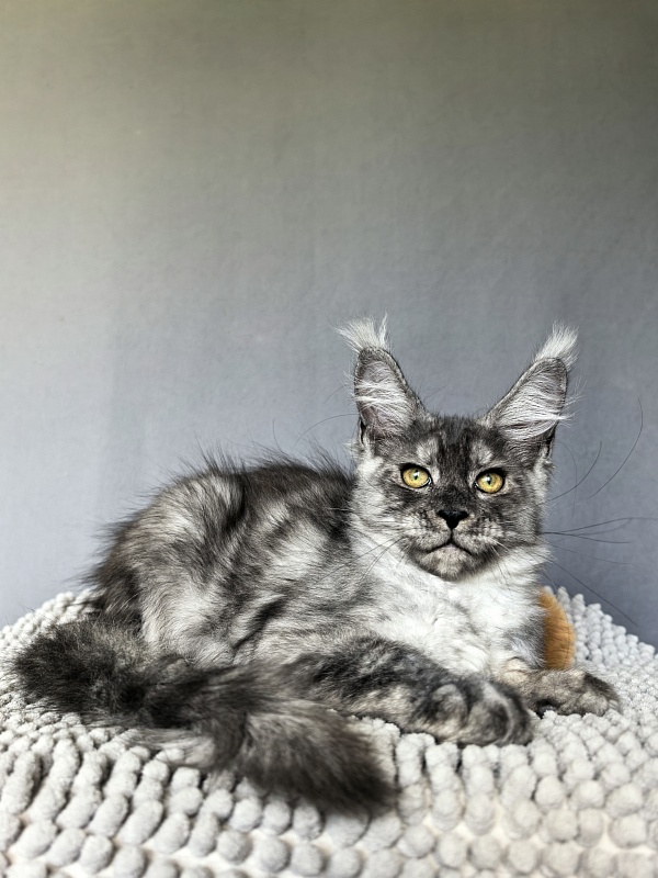 Filat  Akbars - Kitten maine-coon 3 months 1.5 week