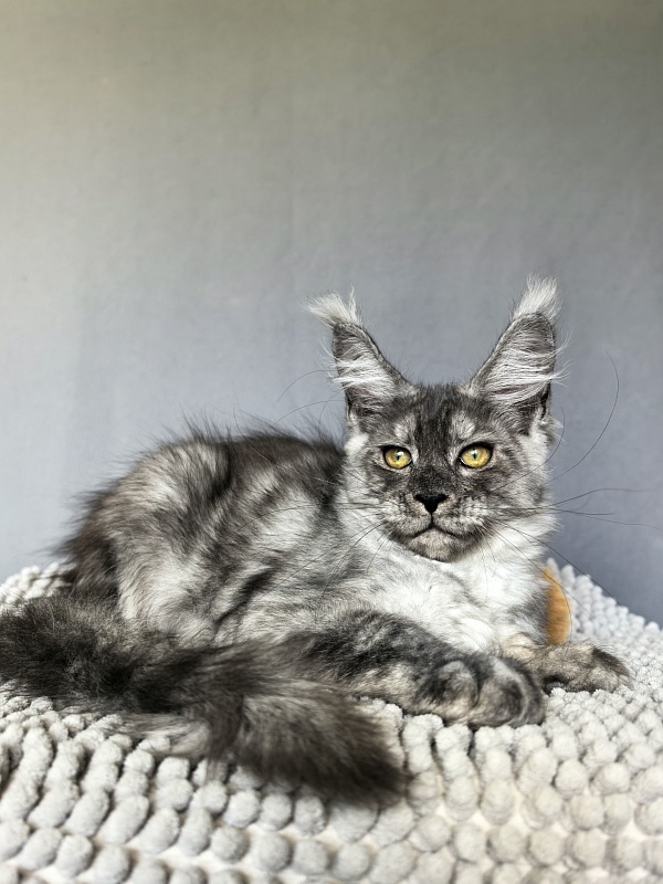 Filat  Akbars - Kitten maine-coon 3 months 1.5 week