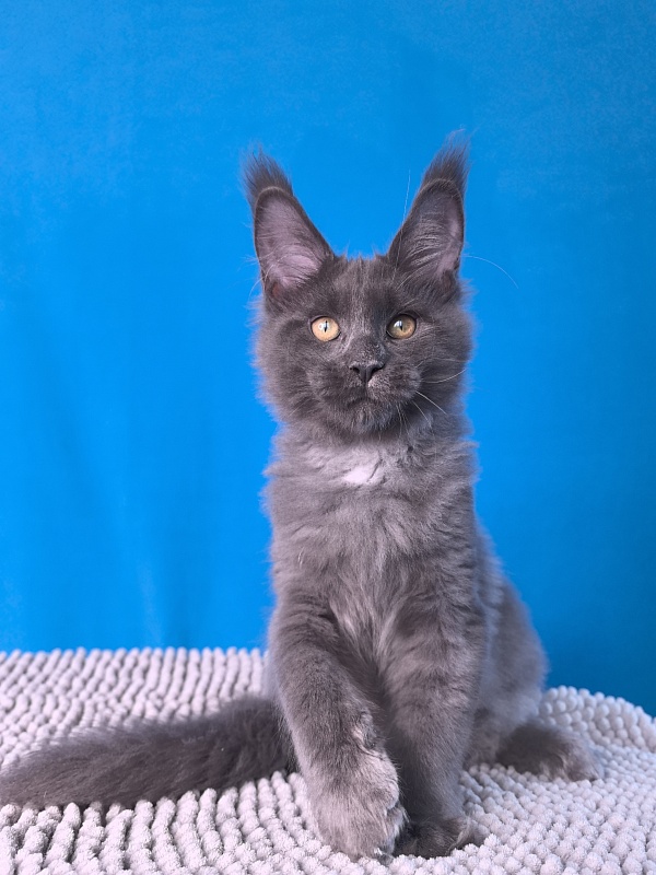 Faust Akbars - Kitten maine-coon 3 months 2.5 weeks