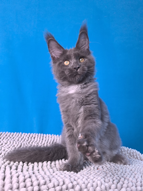 Faust Akbars - Kitten maine-coon 3 months 2.5 weeks