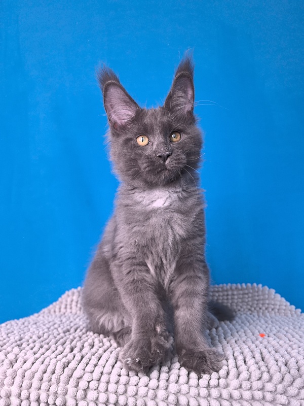 Faust Akbars - Kitten maine-coon 3 months 2.5 weeks