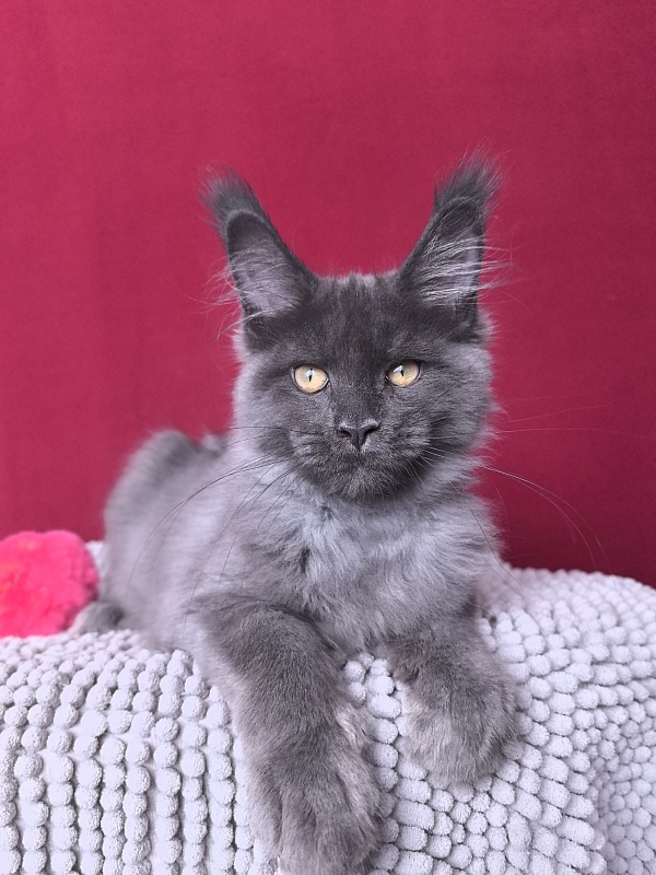 Fanaziya Akbars - Kitten maine-coon 3 months 2 weeks