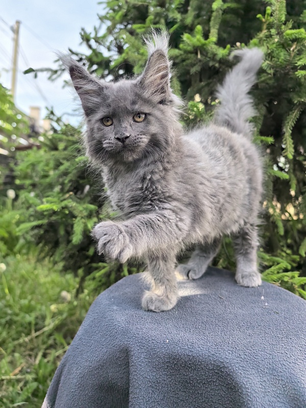 Fanaziya Akbars - Kitten maine-coon 2 months
