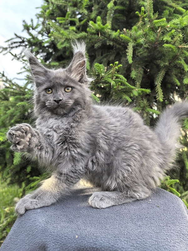 Fanaziya Akbars - Kitten maine-coon 2 months