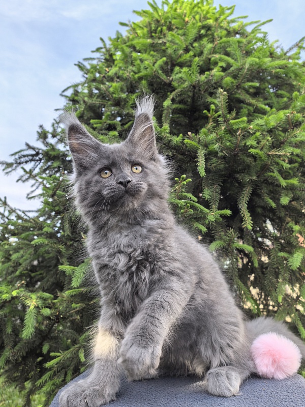 Fanaziya Akbars - Kitten maine-coon 2 months
